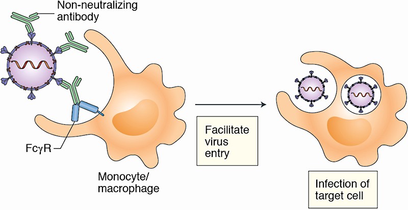 'The non-neutralizing antibody enables the virus to hitch a ride to infect immune cells. This can cause a hyperinflammatory response, a cytokine storm, & a general dysregulation of the immune system that allows the virus to cause more damage to our lungs & other organs.'
