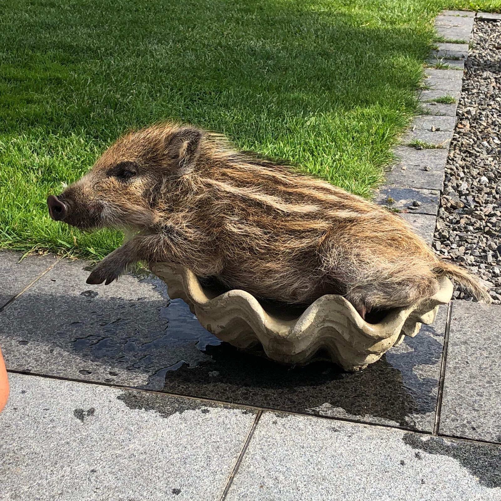 髙田 茉莉亜 馬術アンバサダー 暑すぎるのでバズったうり坊もプールに浸かって涼んでます うり坊 イノシシ ドイツ T Co 96qtebrstg Twitter