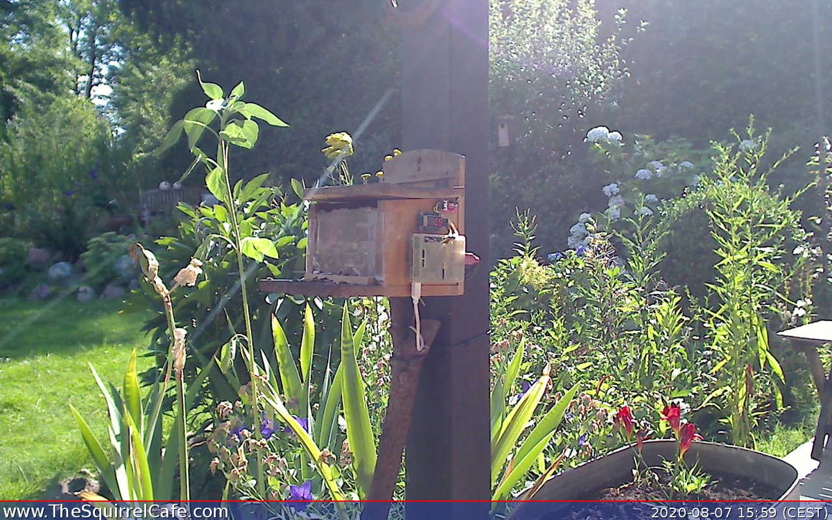TheSquirrelCafe's tweet photo. #Squirrel chowed down on 3.0 nuts for 2.34 min at 16:02:27 CEST. An #IoT project to predict how cold it'll be next winter. #ThingSpeak https://t.co/PDClSROVlZ