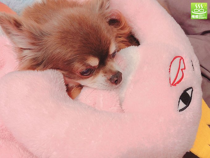 俺癒 健僕 そま君 鳥セツ おしバカ 公式 さん の最近のツイート 12 Whotwi グラフィカルtwitter分析