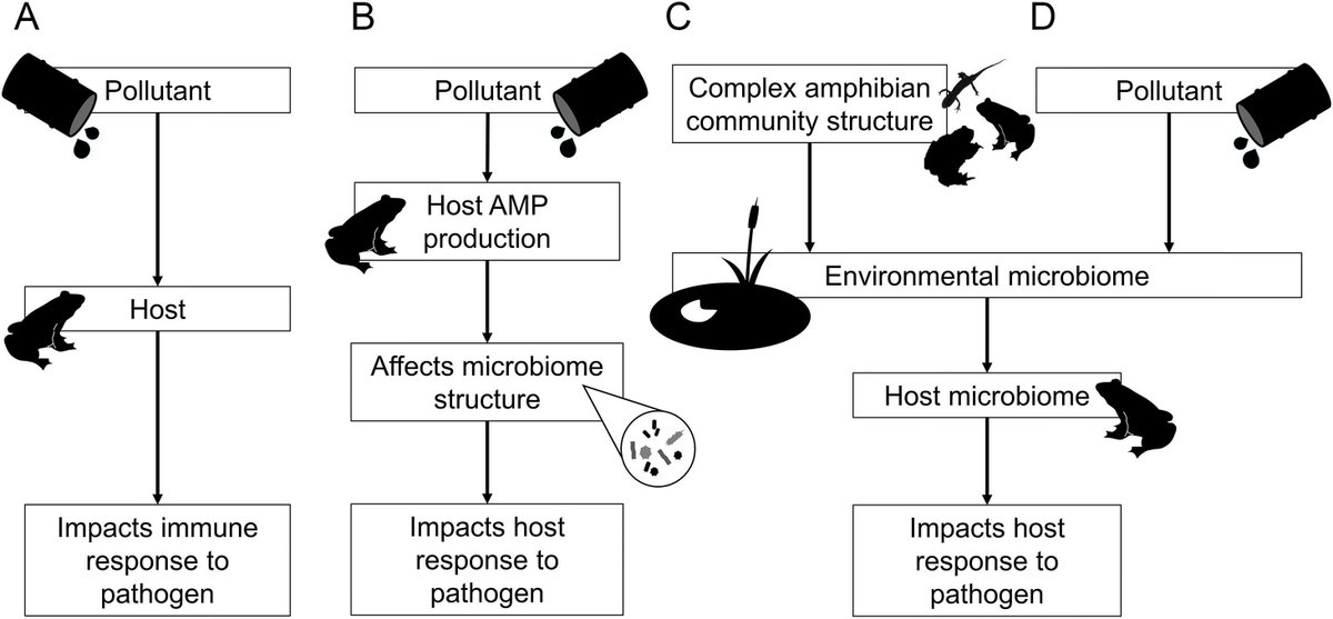 #NewPaper—Amphibian ranaviruses in Europe: important directions for future research buff.ly/3kpuBW3

by <a href="/ZooLew/">Lewis Campbell 🏴󠁧󠁢󠁷󠁬󠁳󠁿</a> <a href="/alicepawlik/">alice pawlik</a> @xavharrison
#wildlife #microbiome