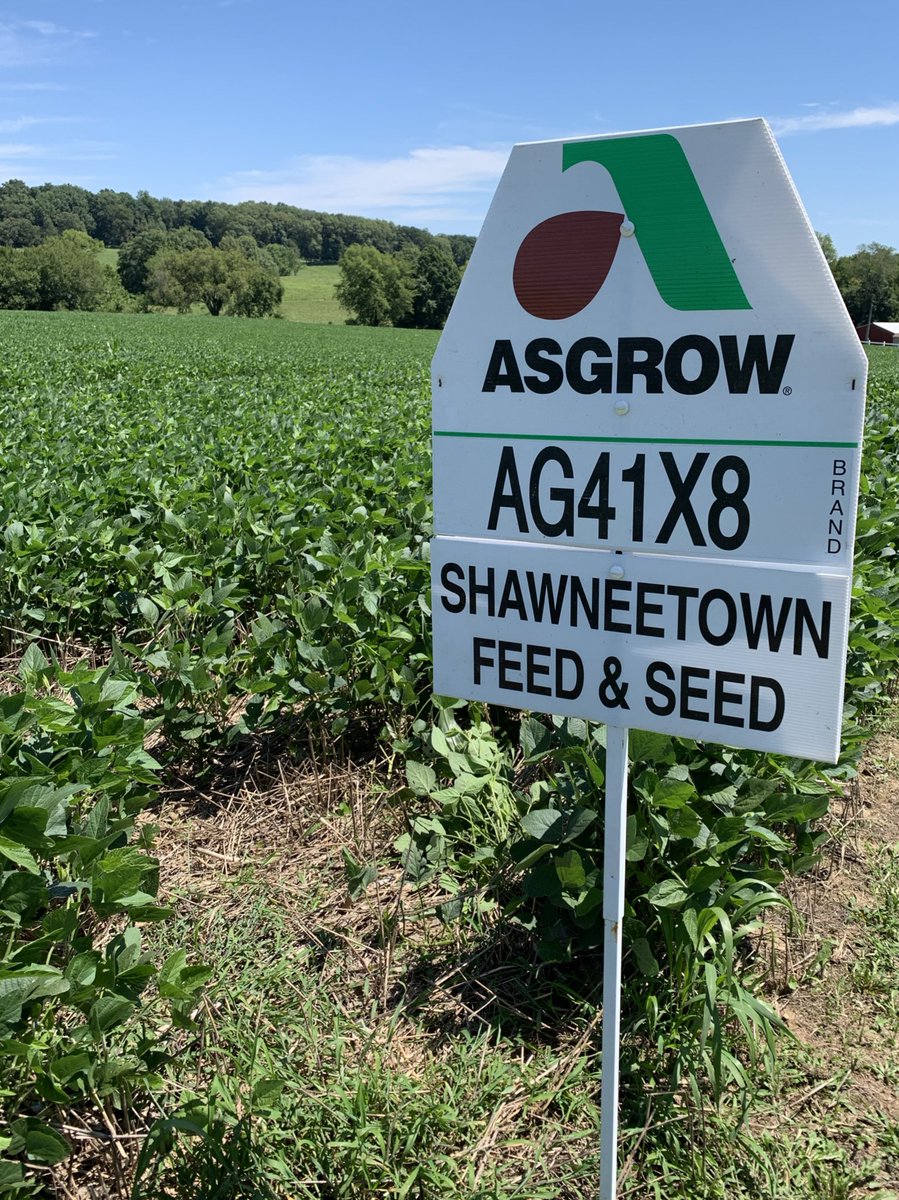 craig_sch24's tweet photo. Think this field of AG41X8 soybeans look good? Wait until you see the #expectedsoon Asgrow XtendFlex soybeans, they are the #nextbigthing! @DKAS_MO https://t.co/x8v9JZkbFy