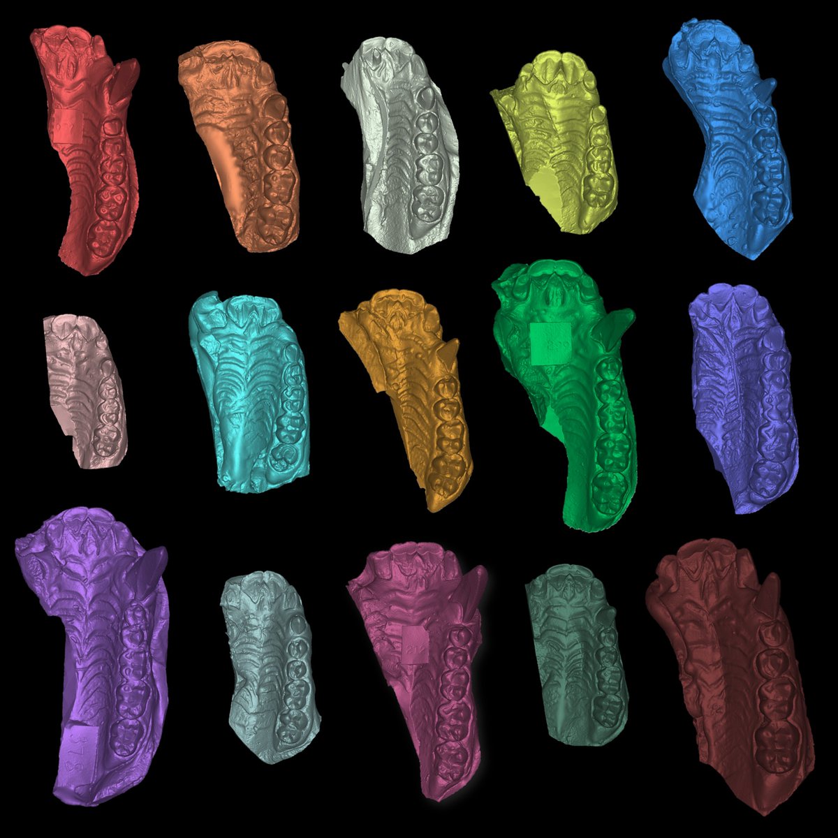 emma_ayrkoz's tweet photo. let's talk about the thrill of waiting to see which color Artec Studio auto-selects for your sharp fusion models 😏
#3Dscan #baboons #teeth #prettybeauty #bilophodont4life https://t.co/rvKtf0X797