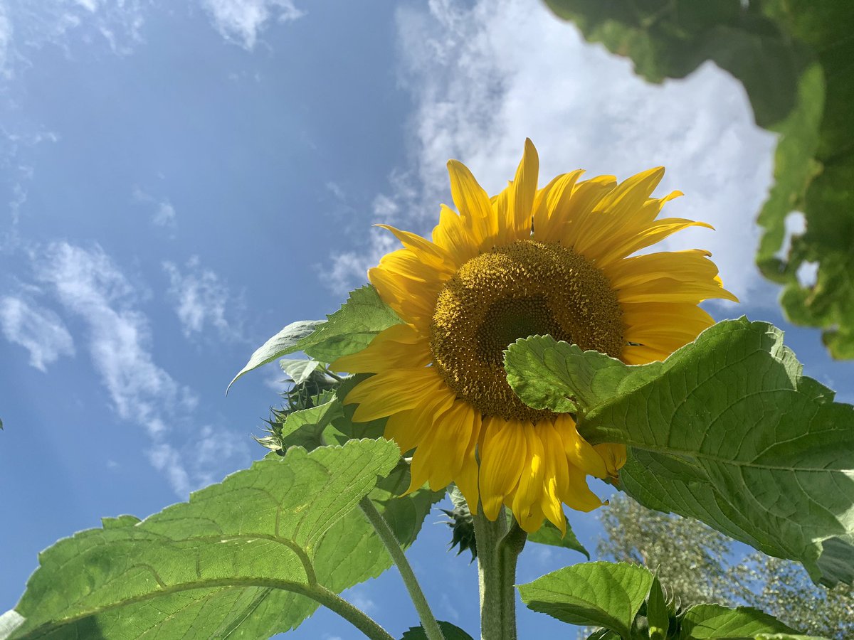 MrsSharpMPS's tweet photo. Our 🌻 that the key worker children planted are enormous!!! @MissRustonMPS https://t.co/abGvulWggU
