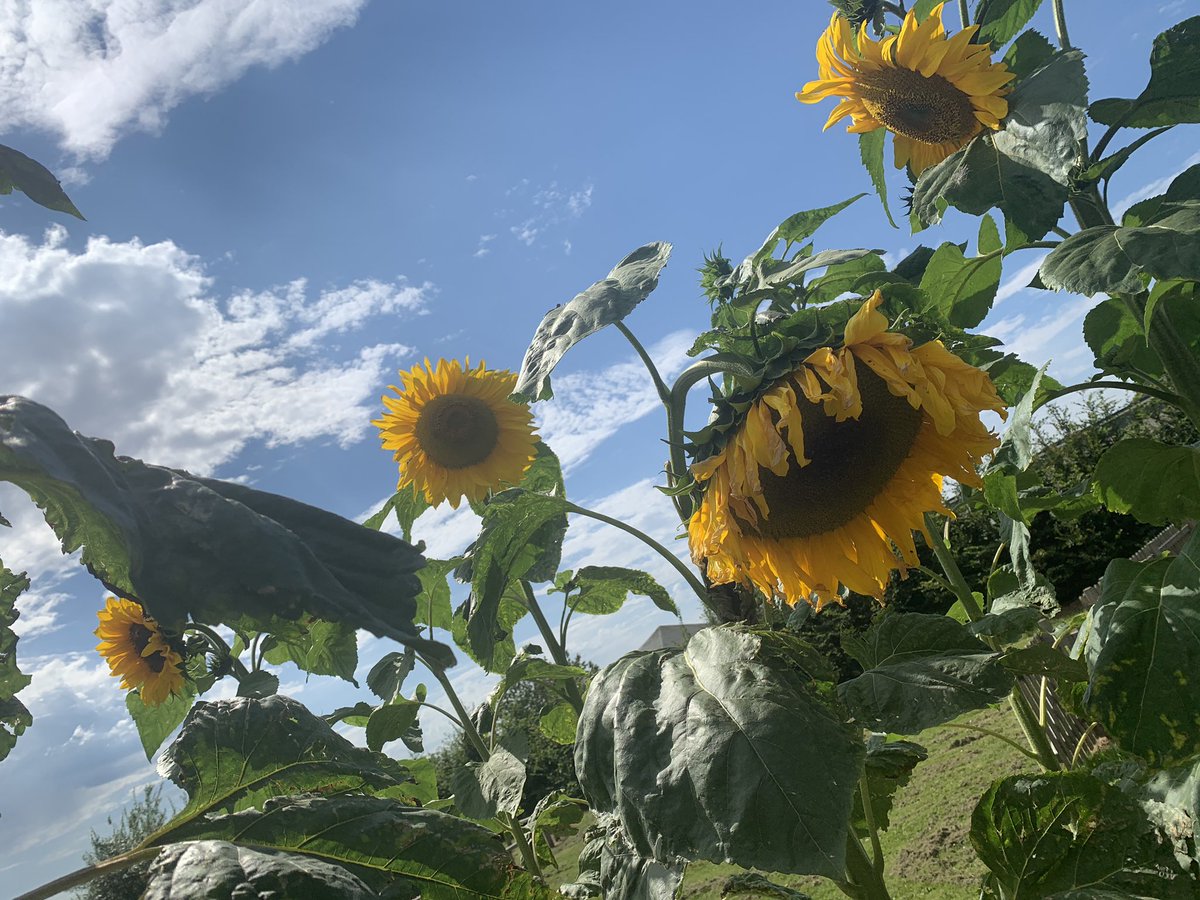 MrsSharpMPS's tweet photo. Our 🌻 that the key worker children planted are enormous!!! @MissRustonMPS https://t.co/abGvulWggU