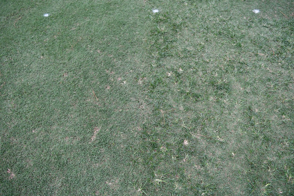 POST goosegrass control. Sencor 4 oz/a + Pylex 0.25 oz/a on left (not watered in), nontreated on right. 14 days after treatment. >95% control. Only slight bermuda injury. Credit @VTTurfweeds for coming up with this tmt. @UTTurfWeeds @malherbologist @MSTurfgrass @RUturfweeds