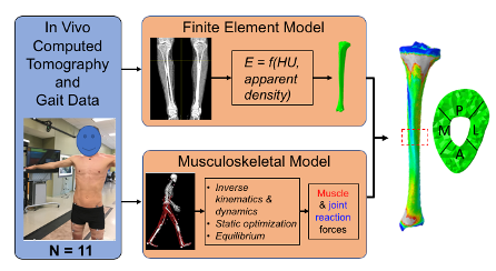 KershTBL's tweet photo. Be sure to check out @Chenxi_Y today during #vASB2020 sports 2, 11am EST !  "Tibial Bone Strains in Basketball Players during Dynamic Tasks" using MS-driven FE models.  Great collaboration with @StuartJWarden and NBA. https://t.co/XdHehzeGOy