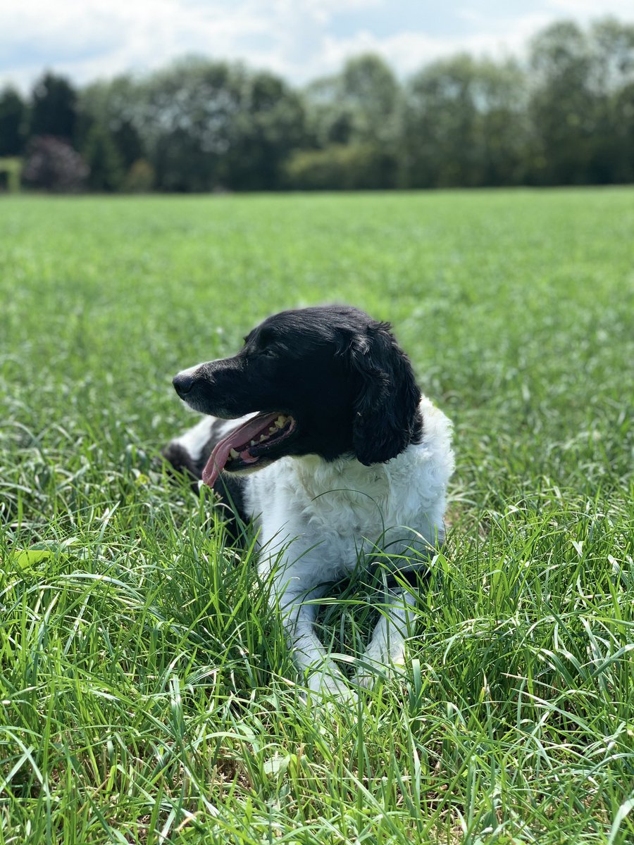 MasseyRob's tweet image. If you haven’t got a plate meter for measuring grass you can use the spaniel technique. Monty reckons its ready to turn them them in when he lies down and the grass comes half way up his shoulder. #platemeter #spaniels #grazing