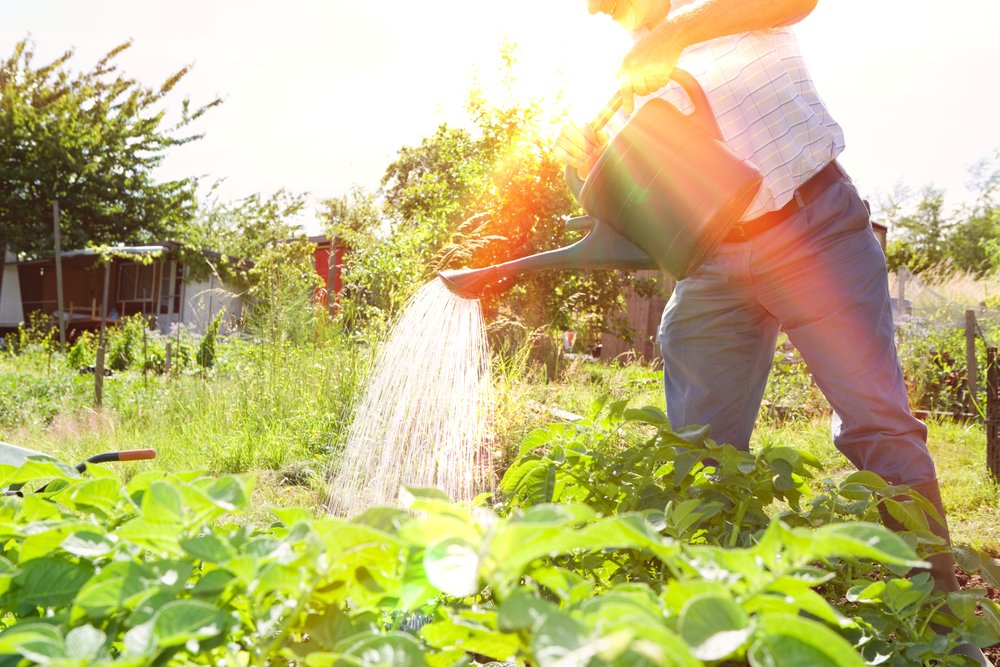 Happy National Allotment Week! Here, organic veg grower Huw Richards shares his tips on how to make the most of your allotment.        theenglishgarden.co.uk/expert-advice/…

#NationalAllotmentsWeek #allotment #growyourown