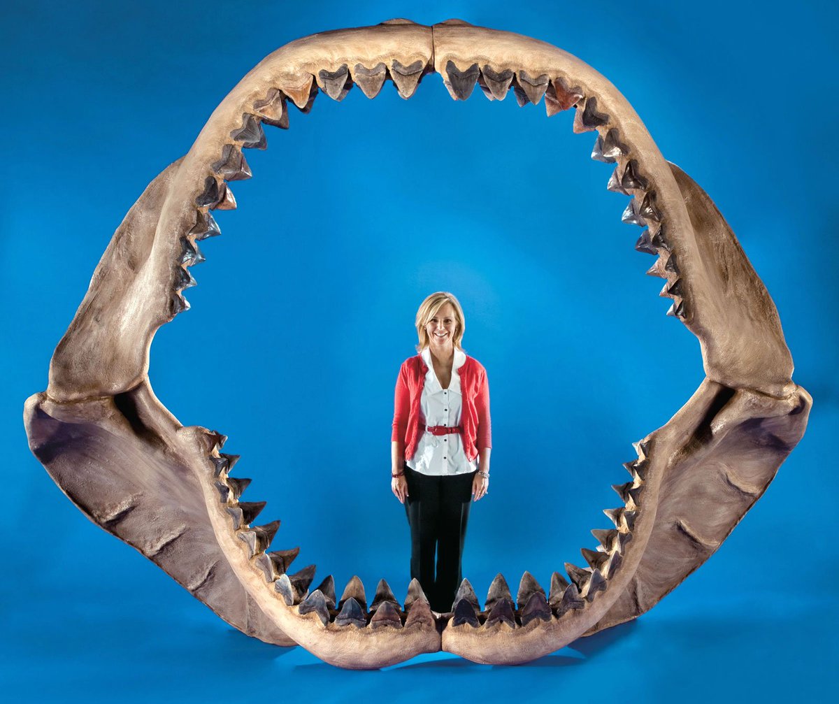 These large teeth meant large jaws, a 9.8 ft bite diameter.
