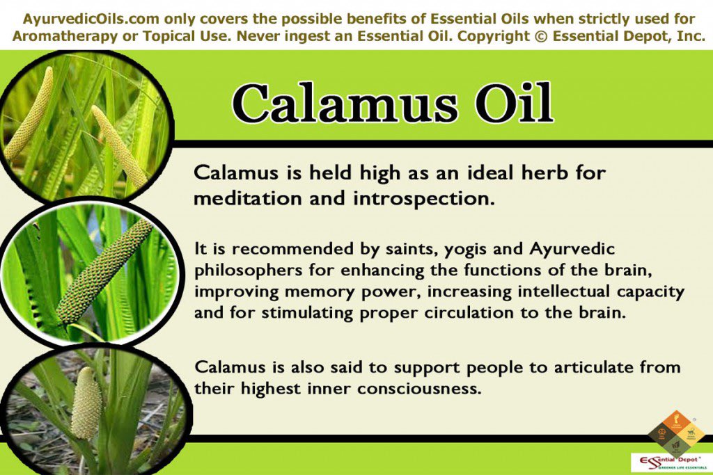 Calamus *Domination* The Holy anointing oil mentioned in Exodus 30:23 “Take the following fine spices: 500 shekels of liquid myrrh, half as much (that is, 250 shekels) of fragrant cinnamon, 250 shekels of fragrant calamus,”