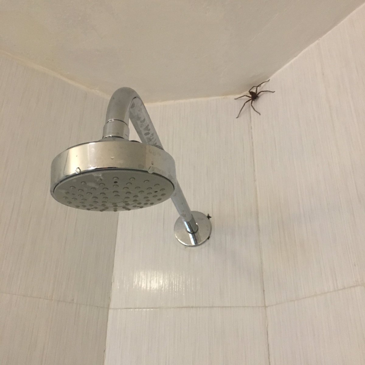 CurtisSChin's tweet photo. @UrbanAstroNYC Hah! Incidentally, #TeamSpiders, what was this looking at me in the shower. Dhulikhel, #Nepal.
π³π΅π·
#itwasbig
https://t.co/zMIknNphsi https://t.co/NaSUV6IOfi
