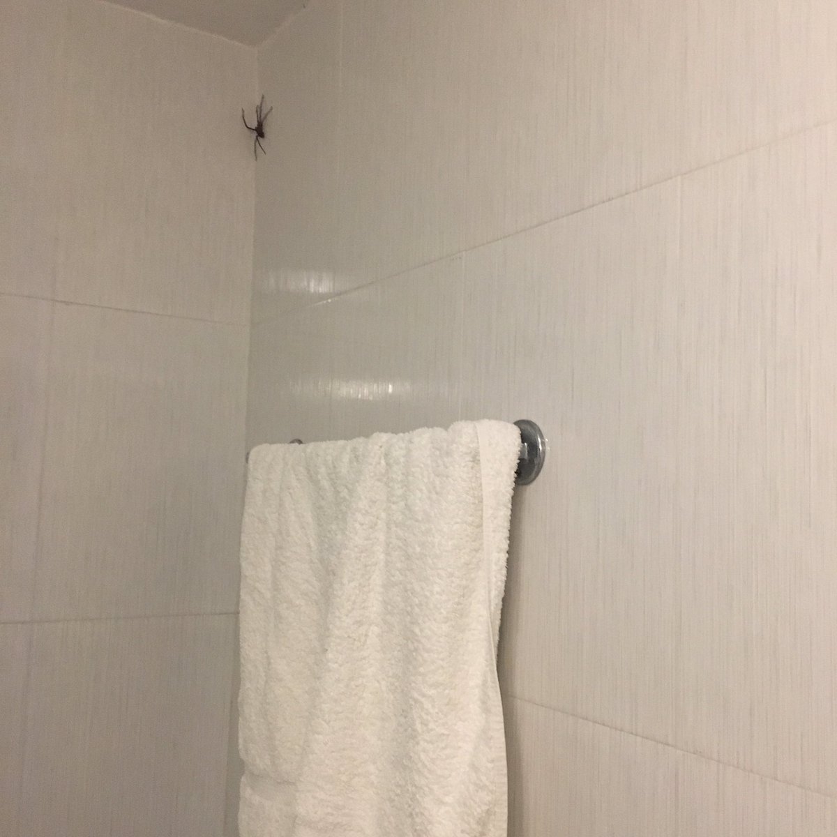 CurtisSChin's tweet photo. @UrbanAstroNYC Hah! Incidentally, #TeamSpiders, what was this looking at me in the shower. Dhulikhel, #Nepal.
π³π΅π·
#itwasbig
https://t.co/zMIknNphsi https://t.co/NaSUV6IOfi