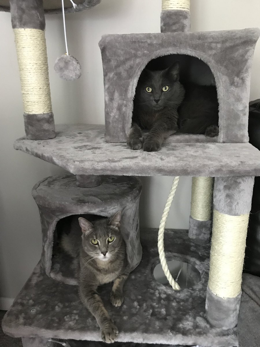 skflx's tweet photo. I think they like their new cat tree. https://t.co/Y0N6iiryA5