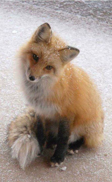 Idigenous people tweet media