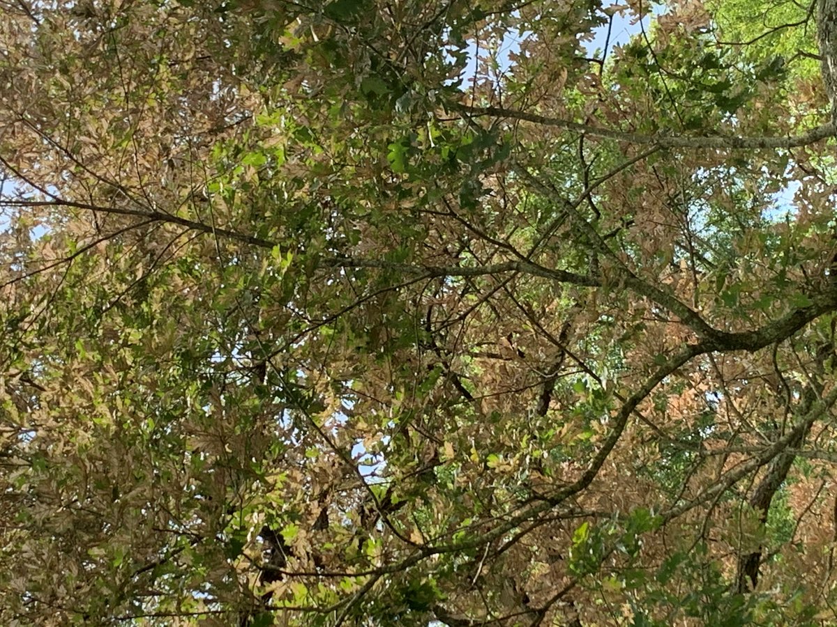 txplantclinic's tweet photo. Happy Friday (08/07/2020)! Today's photos were shared by #TXExtension CEA Lane Dunn showing sawfly damage on the white oak foliage. To learn more about sawflies, see https://t.co/Q4XT75Mtne. Have a safe and healthy weekend. @TXplantDr @txextension #oaksawfly #insectproblems https://t.co/0j3XK1oZ6n