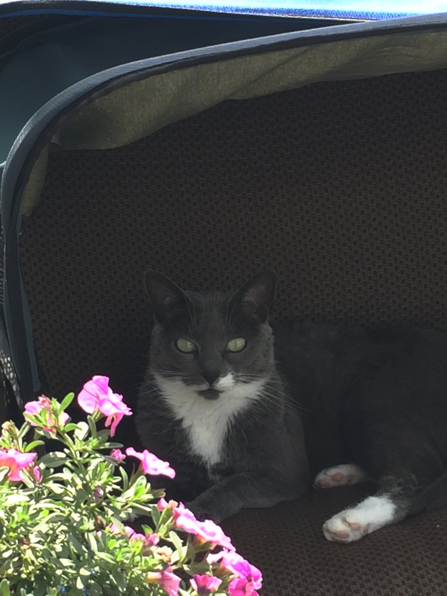 curleyhammcozy's tweet photo. Yes, of course, we have a shade over the chair so the cat doesn’t get too hot. #pamperedcat https://t.co/4Nb0nY320N