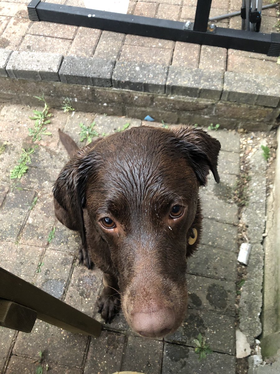 markjgordon's tweet photo. A certain few thoroughly enjoyed the pool this evening!
#choclabs #choclabsoftwitter #chocolatelabs https://t.co/JRG7jfjaNj