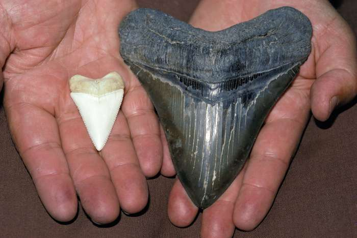 Megalodon teeth are similar to Great White (Carcharodon carcharias) teeth in shape and in both being serrated, though are much larger and thicker, and possess a bourlette. The largest extant Meg tooth is 6.9 inches in length; a typical Great White's is 2.1 inches.