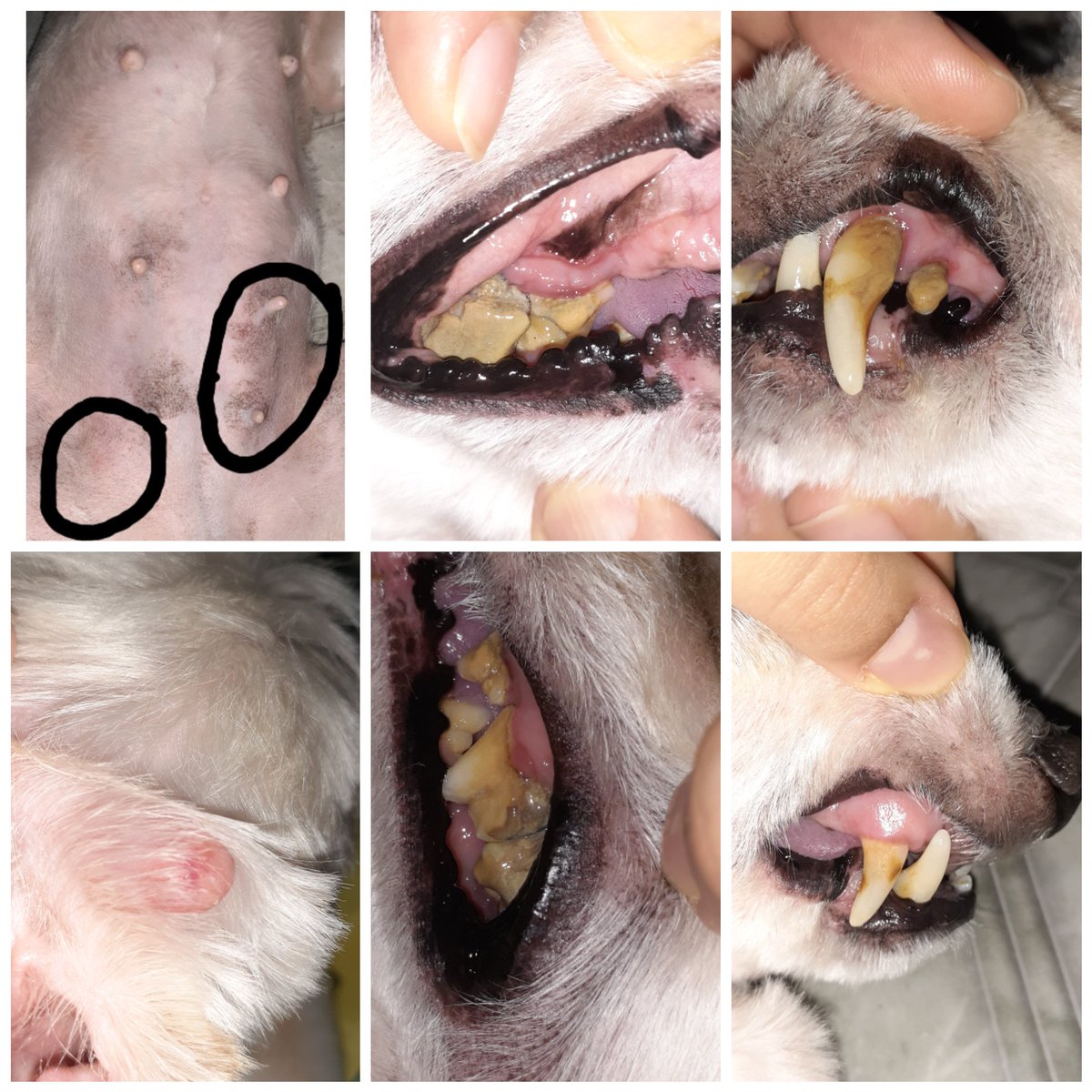 ne0back's tweet image. GENTE POR FAVOR MEU CACHORRO PRECISA FAZER UM CIRURGIA URGENTE DE TUMOR NA MAMA,ELA PRECISA FAZER EXAMES ANTES E CASTRAÇÃO,O TUMOR AUMENTOU E ISSO NÃO PODE DEMORAR POR FAVOR ME AJUDEM,EU TO MUITO PREOCUPADA,ME AJUDEM A COMPARTILHAR

Picpay: @luiza0606

vaka.me/1258776