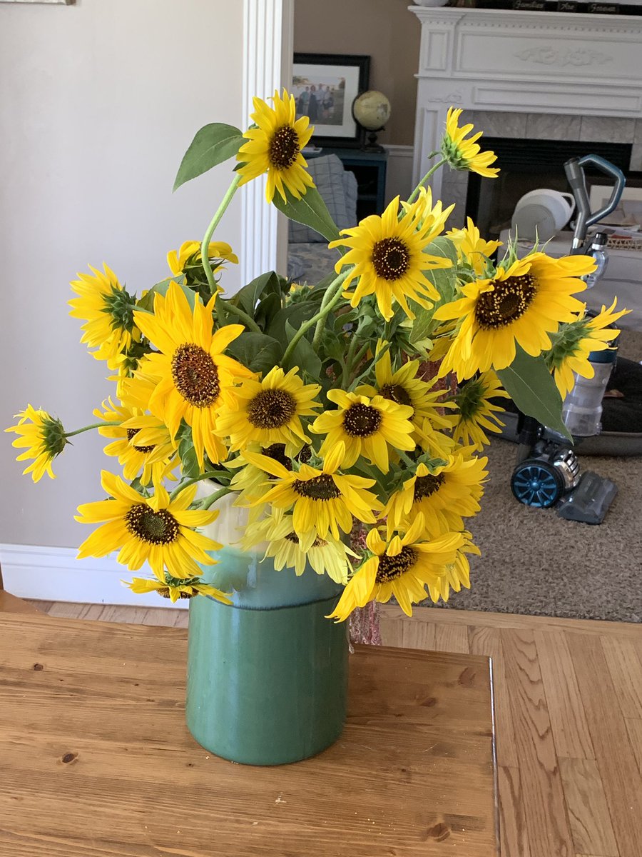 byu_sam's tweet photo. I love the sunflowers from our backyard. #kansasBoy https://t.co/L65v6e8s8k