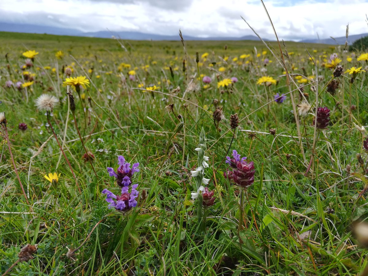 The machair is looking especially floriferous this year in the Maherees, and I was very happy to come across numerous Autumn Lady's Tresses Spiranthes spiralis along the bee orchid outcrop #BSBIKerry #wildflowerhour @BSBI_Ireland @BSBIbotany