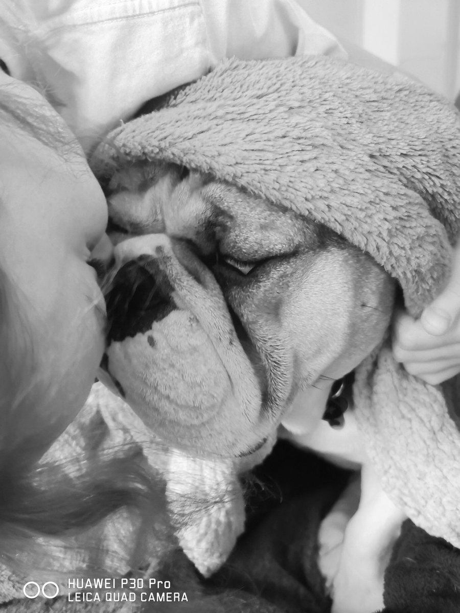 Northernlitesph's tweet photo. We willy wanker our bulldog named Tanker https://t.co/k9IyaWGcUY
