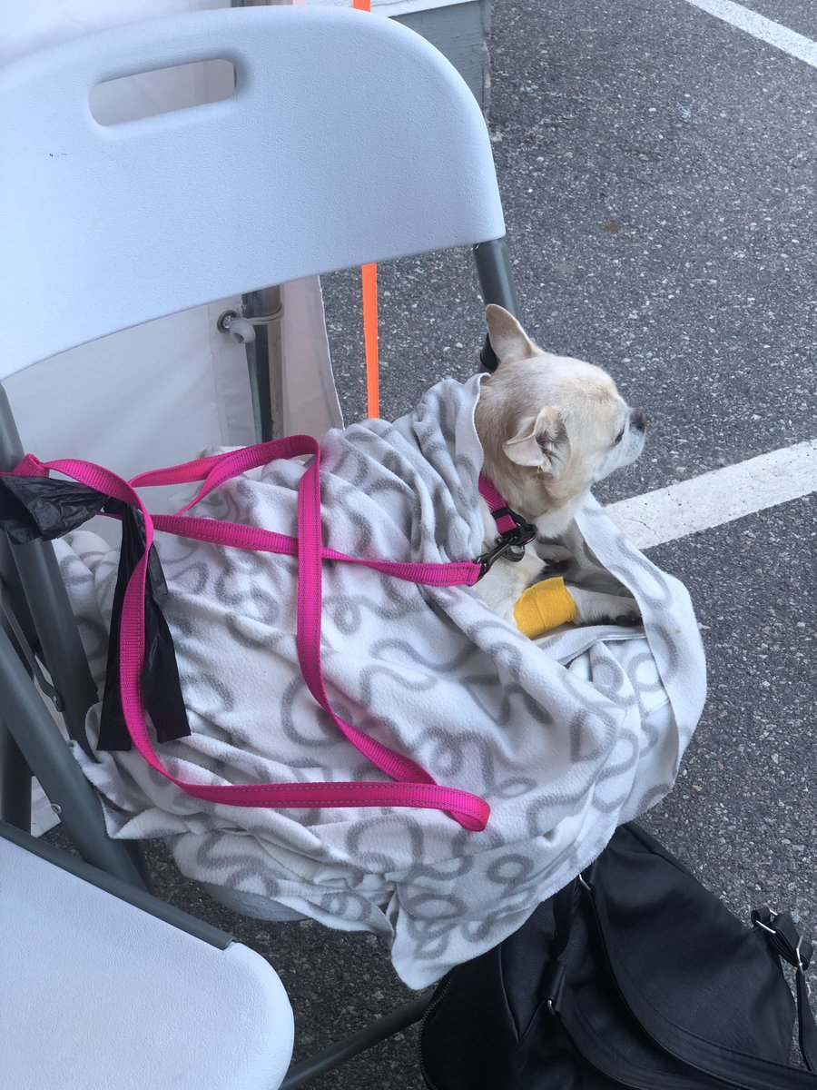 chunkysimba's tweet photo. We are back home! Blood level is rising slower than we would like. Beginning of week in 1 day it went up with 2% and now it went up with 2% in 3 days. Blood clot in bladder got xrayed and it’s much smaller. Biggest worry now is how slowly blood generates cuz he’s really weak. https://t.co/iYxgbQzdd1