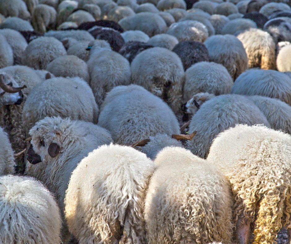 sotierlibsys's tweet photo. What's easier than counting sheep? Completing the #2020Census today online at https://t.co/okQn62ANkc or phoning 844-330-2020. It's just 10 questions! #RuralActionWeek #EveryoneCounts https://t.co/U0O71O2xIp
