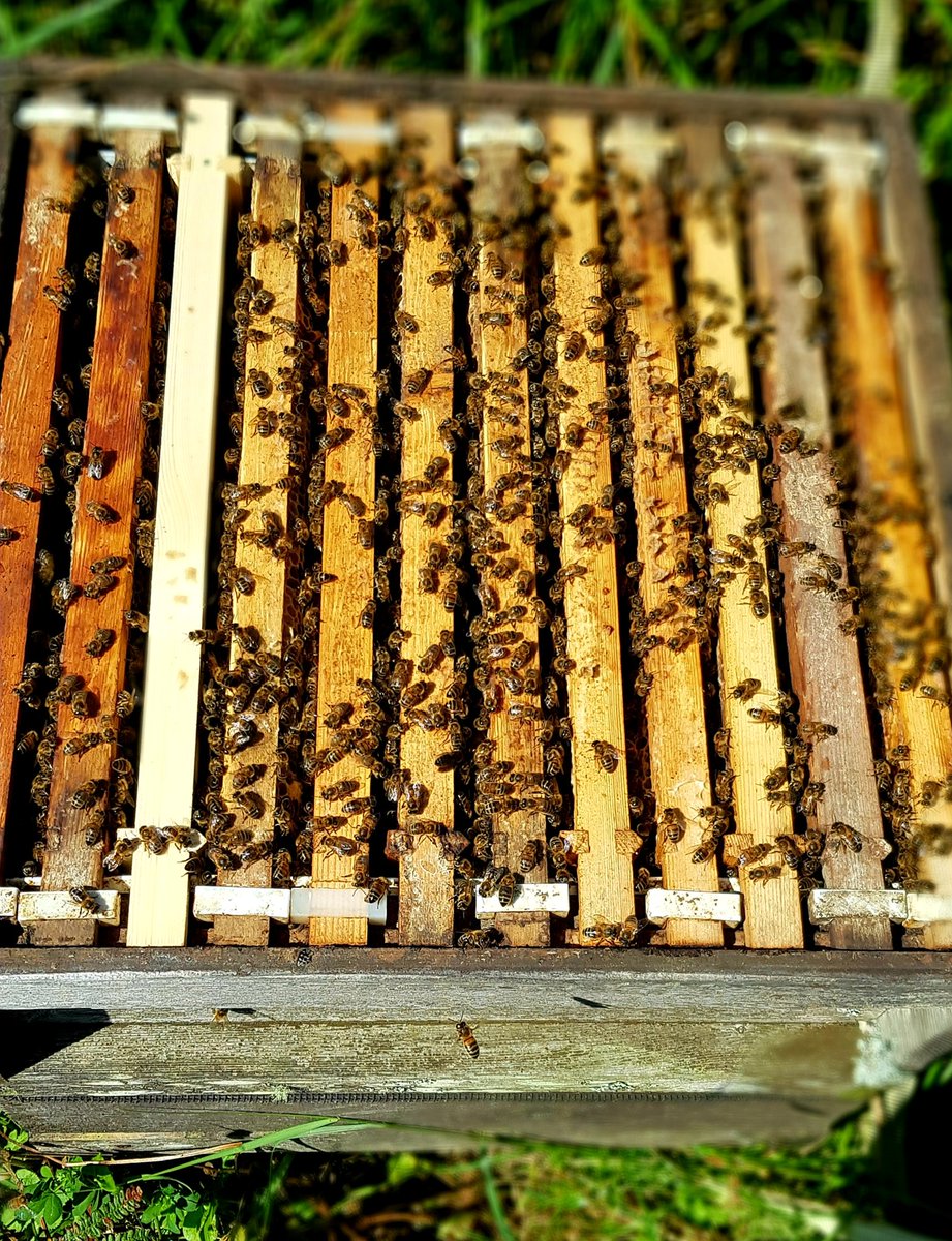 When I'm not busy being an #arlafarmer I look after my growing apiary. Doing my bit to look after the Honey Bee. Proving #conventionalfarming #cares #farmerowned #farmHer #teamdairy #milk #grassfed #dairycows #honeybee #savethebees #beekeeper #honey #nature