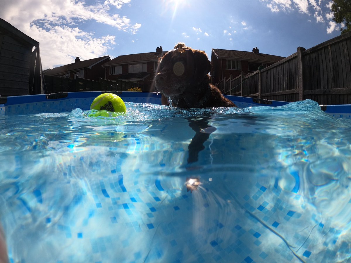 So this week I did something a bit crazy and brought a cheap second hand 12ft pool off eBay just for the dog! 😂🙈 So now we have a human pool and a doggie/plunge pool 🤣<a href="/twixkearney/">Twix Kearney</a> has loved his day in the pool! #spoiltdog