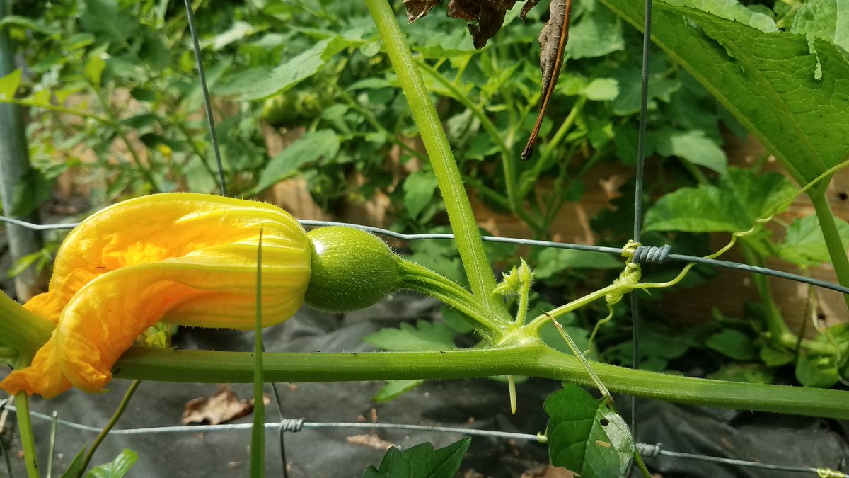 NewMoonCreative's tweet image. Meditating on hope. Hope is fruit on the vine #hopeful #meditation #gardening