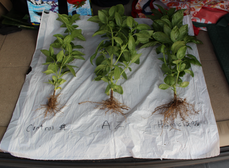 BEHumic's tweet photo. #ShowYourGrow Check out these results from California. Basil treated with #Activ12 - Look at those roots! 😍
Don't forget to share you humic successes with us for a chance to win some free product and amazing prizes! https://t.co/Yvni4Z6NJO