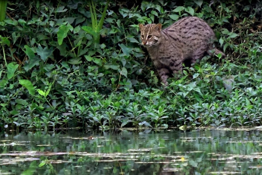 Over the last decade Fishing Cat populations have declined 30%. As an “indicator species”, their presence means the ecosystem is living it’s best life. Illusiveness coupled with a mucky, marshy habitat of choice means there is still a lot to learn about them. Subhajit Maity