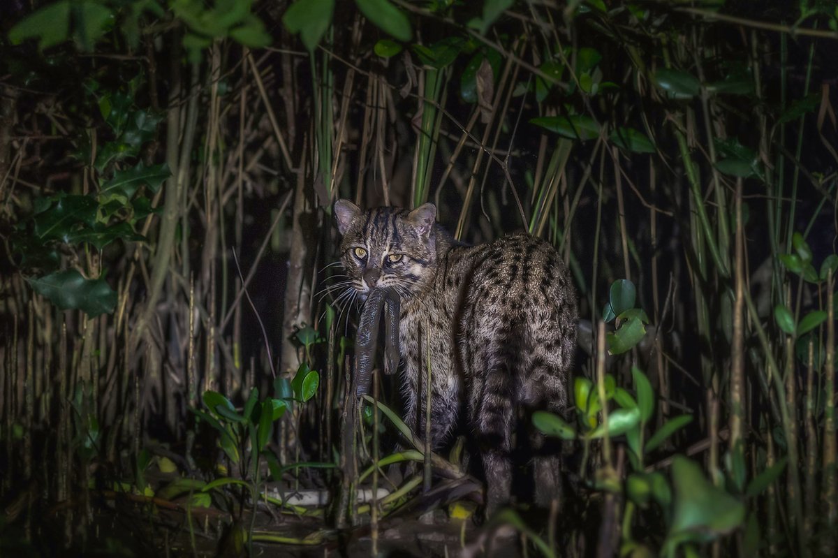 As their namesake suggests, the majority of their diet is fish. However, studies in India reveal they also eat birds, insects, snakes, amphibians, and small rodents. If it’s small enough & can be found near water, these resourceful big-small cats will hunt it. Pallavi Laveti