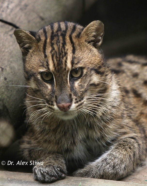 A cat that dives and thrives in water? This requires some pretty unique adaptations: an elongated head for diving, partially webbed front paws, and unlike most cat species their claws are always a little protruded even when retracted.