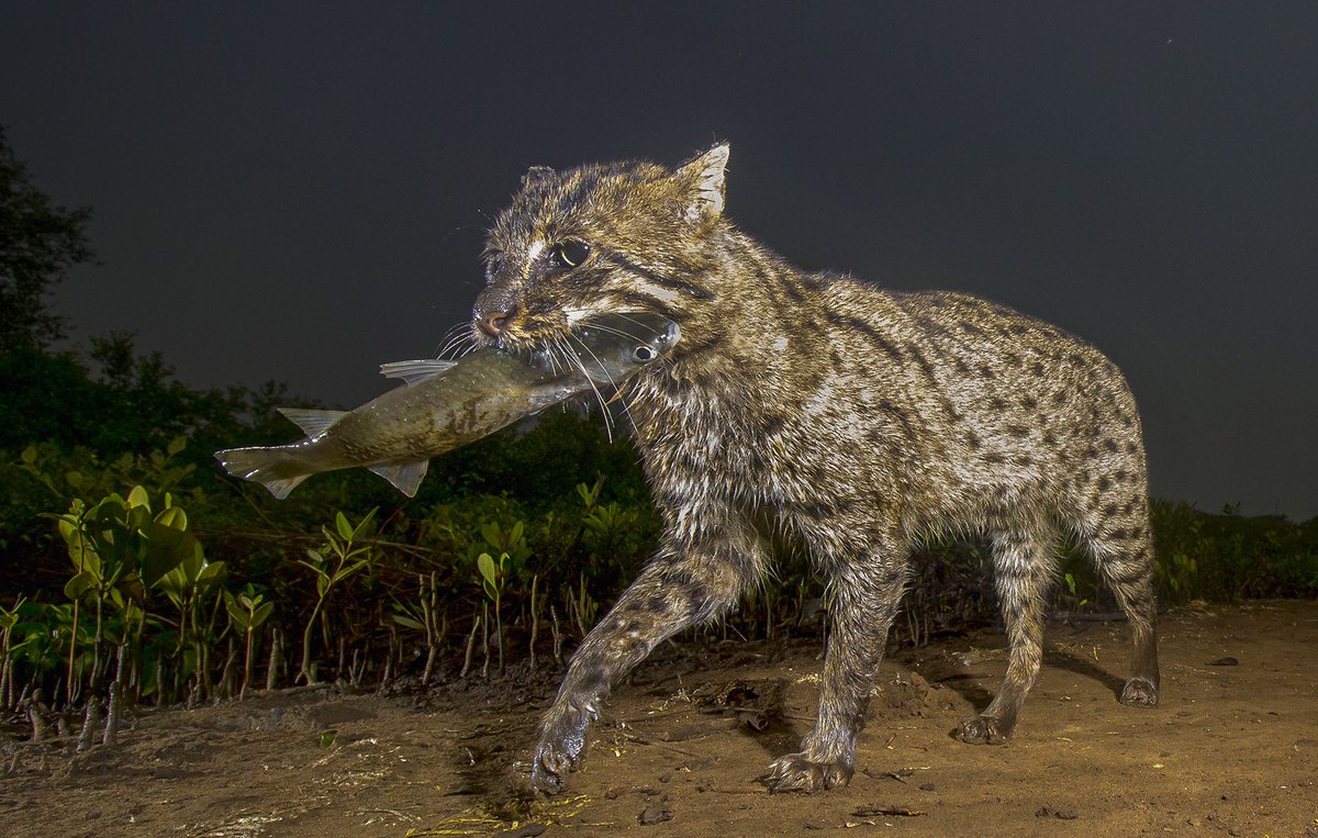 Follow these amazing conservation biologists to learn more about this illusive, water-loving felid and their conservation:  @iRamaMishra  @urbanfishingcat  Anjani Kumar