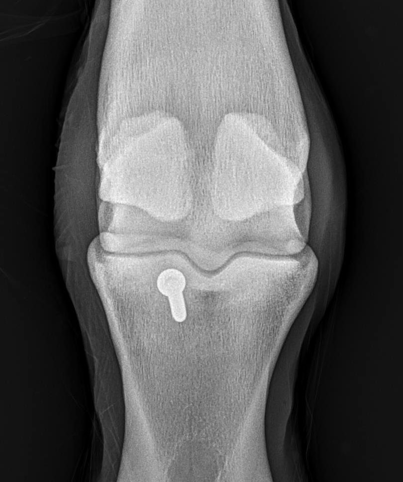 HoganEquine's tweet photo. Great example of preventative value of new imaging 👀 options used in collaboration in equine vet med-we sent this TB colt to @NewBoltonCenter for robot CT imaging and they found very rare early stress fx in pastern which we then repaired with single screw 🙌🏻#teamwork 🐎 https://t.co/Py8fi5iFzD