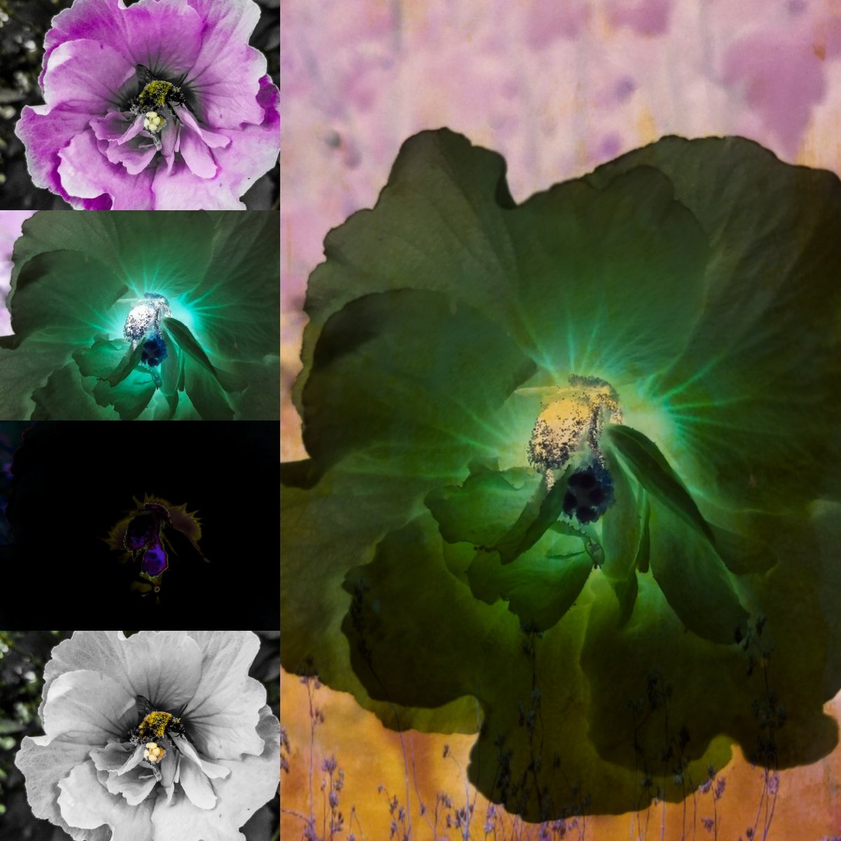dead11482's tweet photo. "Bee Empowered"
#lefttwitterboost #beEmpowered #bee #art #artistoftwitter #photoart #digitalart #phonemade IG @deadleavesnthings #nocomradeunder1k #artpower #flowerpower #paganart #Empowerment #empowerthepeople #artempowerment #myart #myphotography https://t.co/ltPuBIrfEU