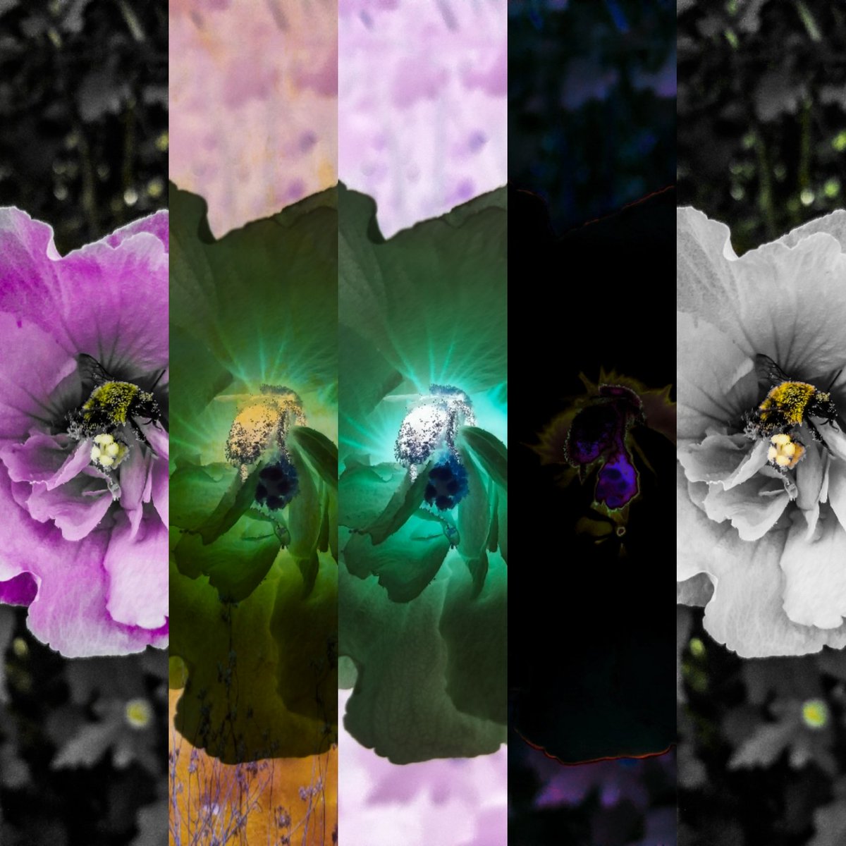 dead11482's tweet photo. "Bee Empowered"
#lefttwitterboost #beEmpowered #bee #art #artistoftwitter #photoart #digitalart #phonemade IG @deadleavesnthings #nocomradeunder1k #artpower #flowerpower #paganart #Empowerment #empowerthepeople #artempowerment #myart #myphotography https://t.co/ltPuBIrfEU