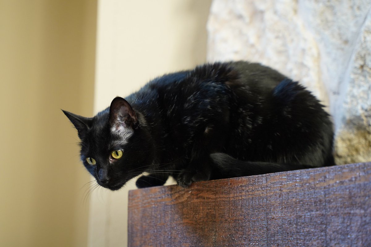 ZolderTheCat's tweet photo. What do you think Daisy is looking to pounce down on from the mantle? An unsuspecting human? A toy or a bug? Me (Zolder)? It better not be my food bowl!!!
#HappyFriday #CatsofTwitter #blackcats #catpounce #panfursquad #catfocus #friyayvibes https://t.co/fNFUZhqUqx