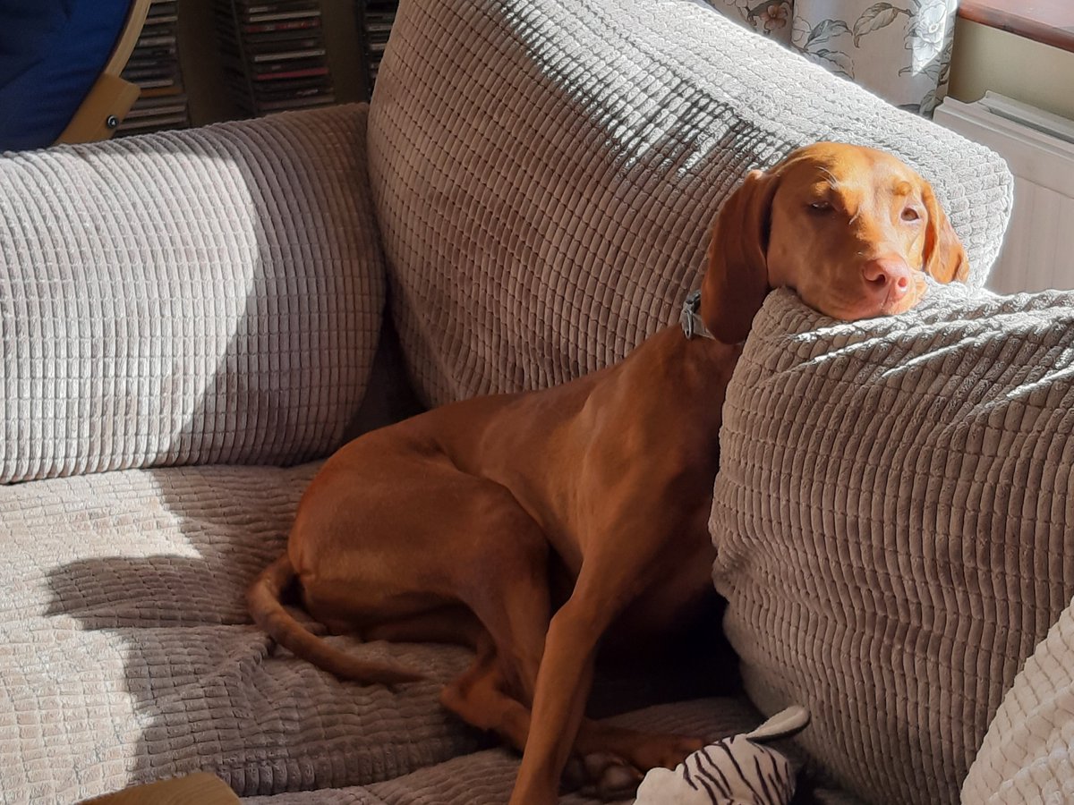 DCP_Surveyors's tweet image. Portrait of a Norwich office 'work colleague' struggling to make it through to 5.30 on a hot and sunny Norfolk day!  
#mansbestfriend #dogslife #dogs #workmates