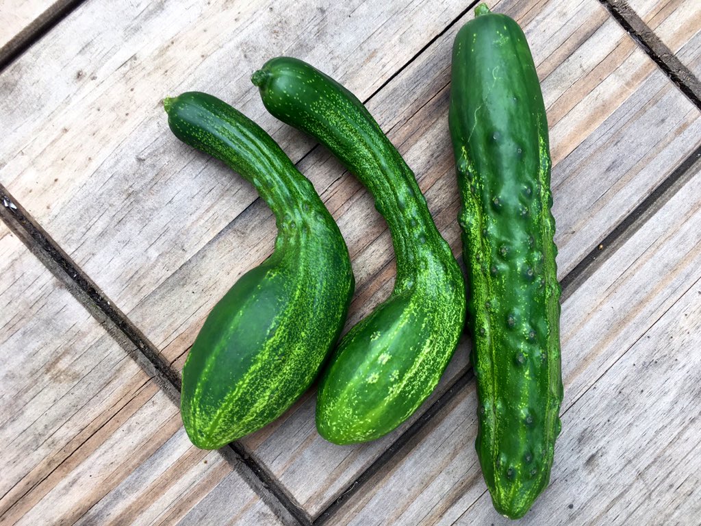 Today's cucumbers. I don't know what I'm doing wrong / right...