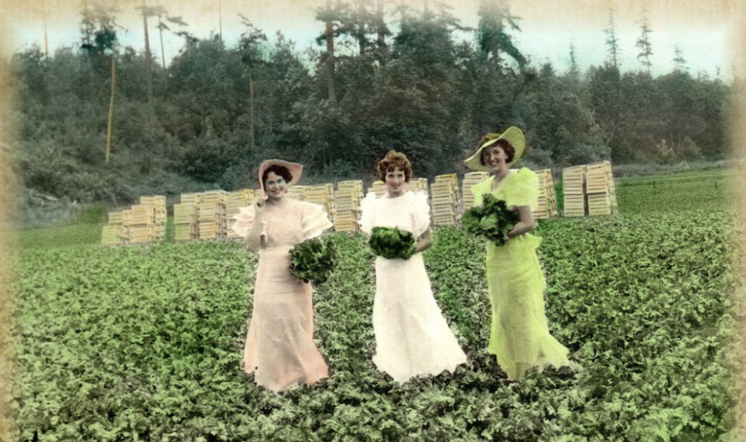 Kent Lettuce Princesses