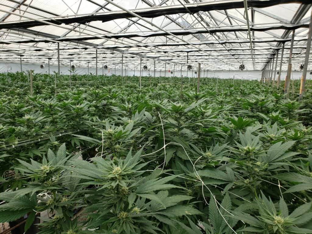 MarijuanaOrl's tweet photo. Local ballot measures across California could significantly expand marijuana industry footprint https://t.co/cCnvblegxL https://t.co/kZRikscAl9