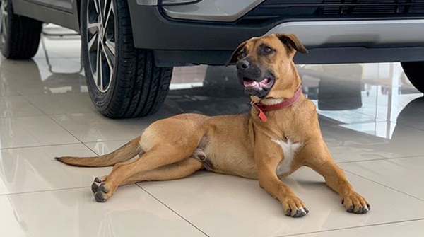 Hyundai's tweet photo. We're pawsitive that Hyundai has the BEST new employee. 🐾 🐶

Read more here: https://t.co/FALJpvgFsH https://t.co/KRJNTyn2PQ