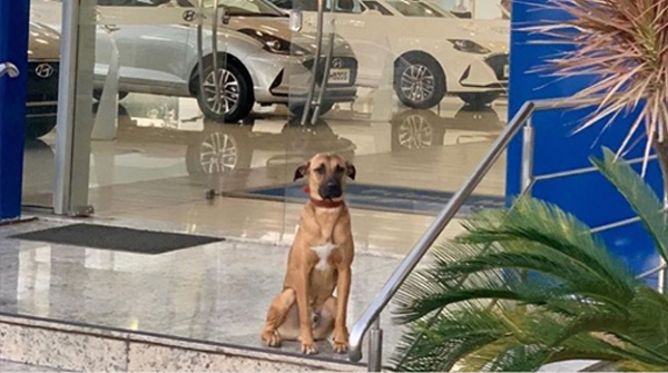 Hyundai's tweet photo. We're pawsitive that Hyundai has the BEST new employee. 🐾 🐶

Read more here: https://t.co/FALJpvgFsH https://t.co/KRJNTyn2PQ
