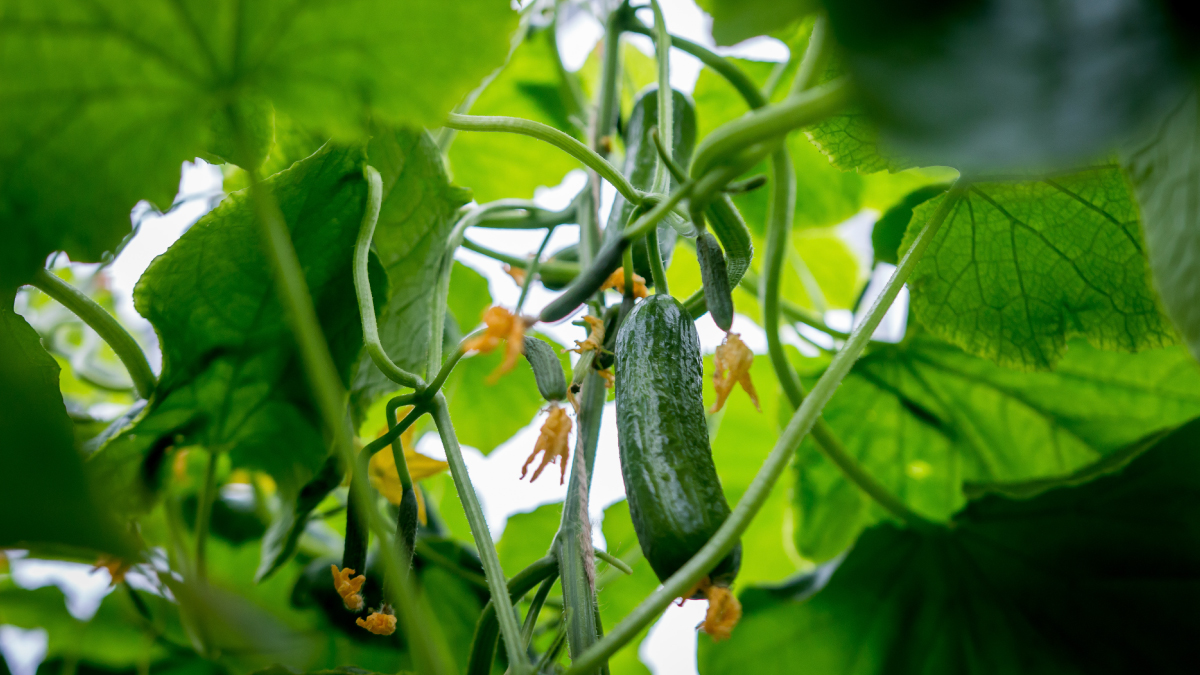 DelFrescoPure's tweet photo. Deep within the layers of luscious green leaves grows our cucumbers. Each packed with nutrients to keep you hydrated and happy. https://t.co/Q3AvtcjYvr
#Cucumbers #GreenhouseGrown #DelFrescoPure #MiniCrunchers #Greenhouse #Yummy #Delicious #Growing #AvailableNow https://t.co/AZwRrBLaTH