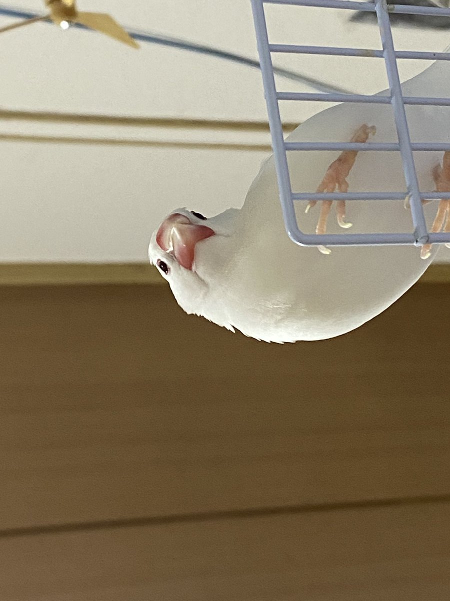 ki_tuneee's tweet photo. 文鳥、下から見るか、下から見るか、下から見るか🕊🕊🕊 https://t.co/8mzuWjCDEN