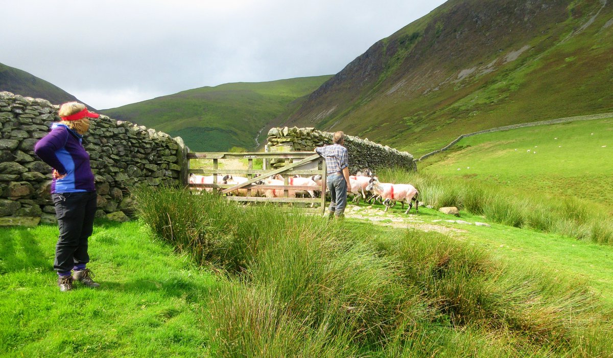 StanLeigh18's tweet photo. #Loweswater #HighNookTarn return to #Waterend this morning
- #HighNookTarn
- #Shepherd at work
- Simple footbridge near the tarn
- #Loweswater with #CarlingKnott &amp; #BurnbankFell beyond https://t.co/fEB0ApkcBZ